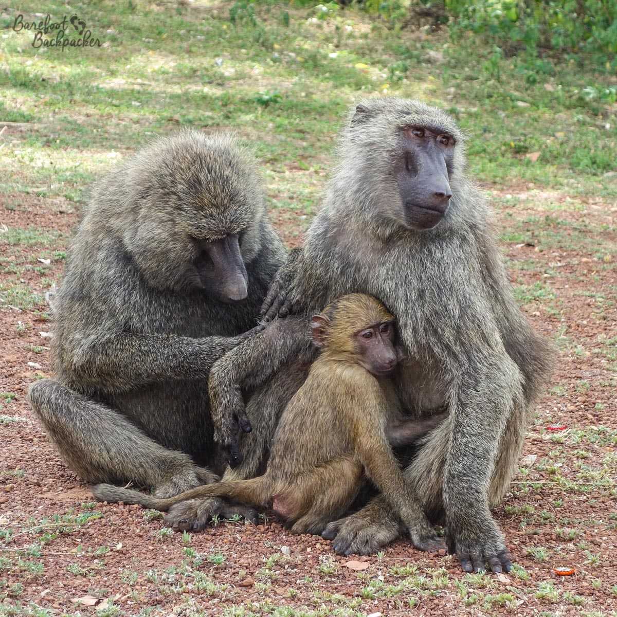 "Baboons