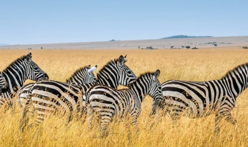Best Time to Visit Ghana: Weather, Seasons and Festivals