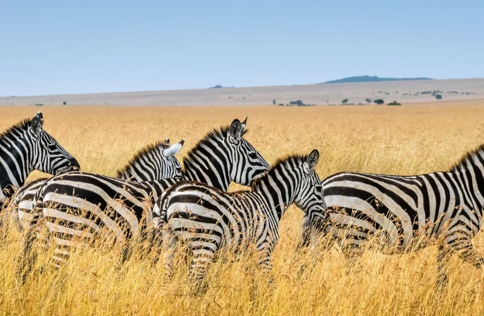 Zebra herd in tall savannah grass at Mole National Park, Ghana, on a Vialis Travel wildlife and nature tour.