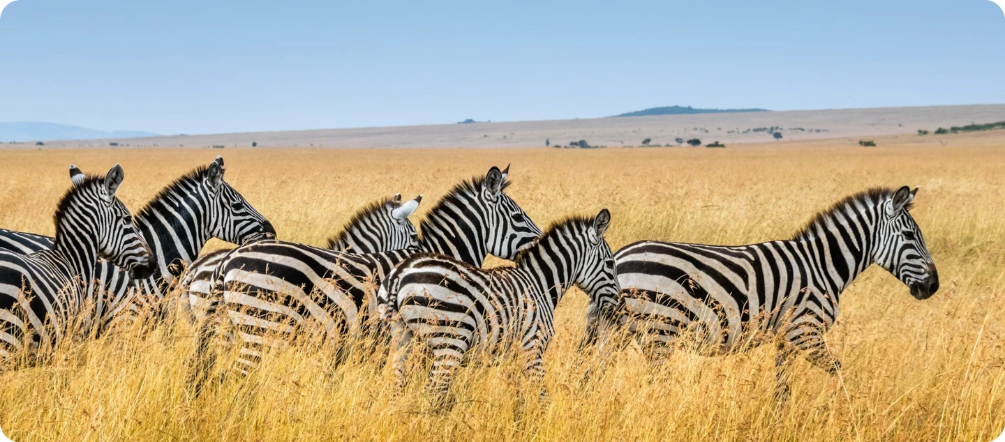 Zebra herd in tall savannah grass at Mole National Park, Ghana, on a Vialis Travel wildlife and nature tour.