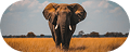 Vialis Travel local guide and traveller exploring West Africa