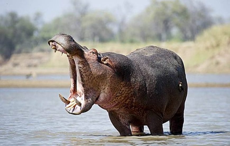 3 Days Ghana Wildlife Safari - Gallery