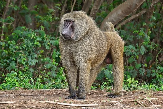 4-Days Ghana Wildlife & Nature Expedition - Gallery