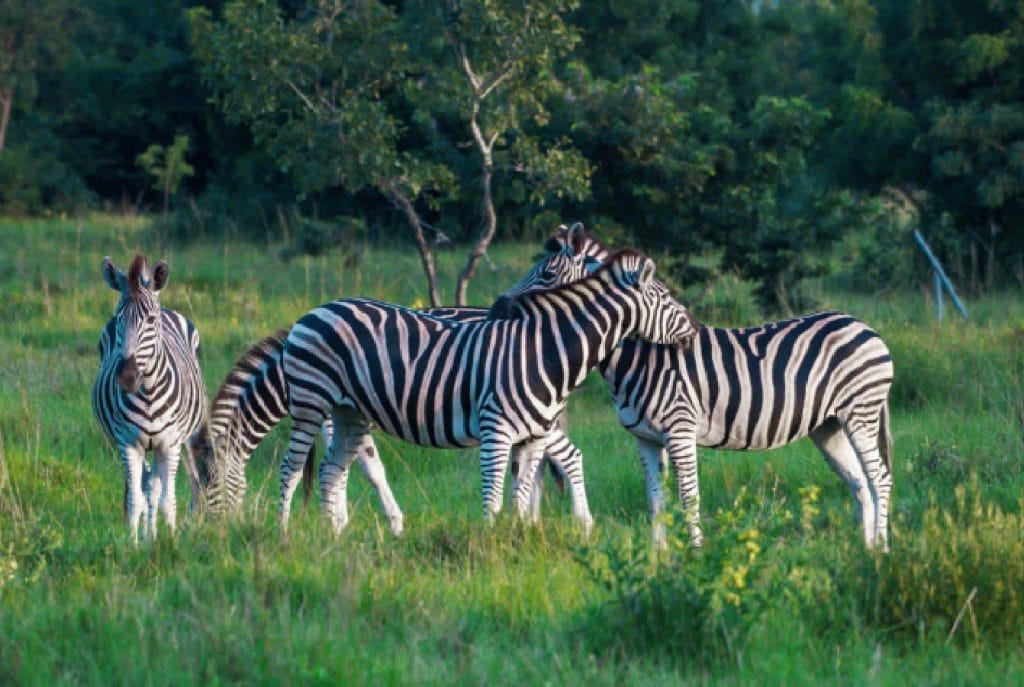 4-Days Ghana Wildlife & Nature Expedition - Gallery