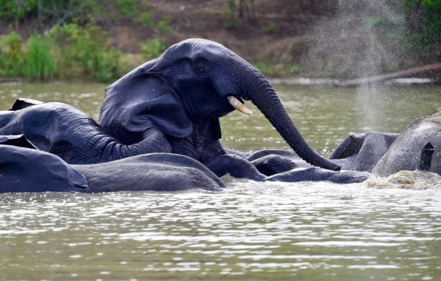 5 Days Ultimate Ghana Safari - Gallery