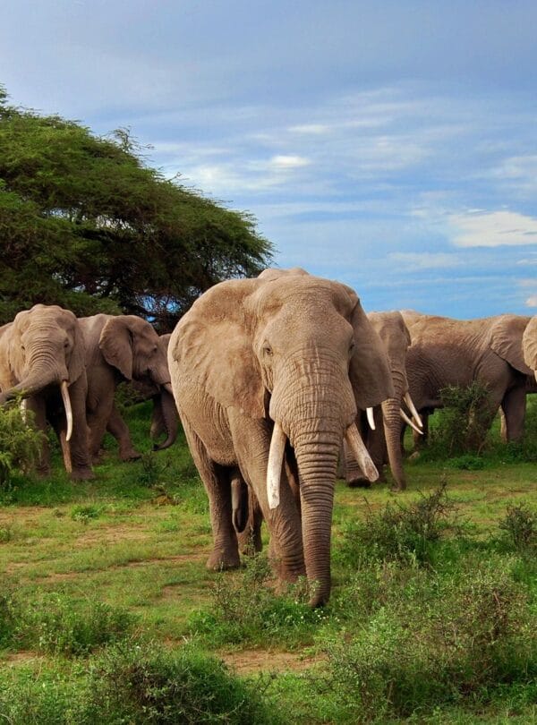 A herd of elephants walking through open savanna grassland in Ghana