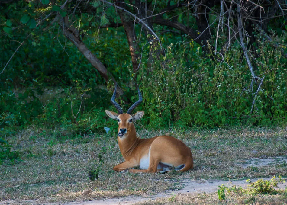Antelope resting at a Ghana wildlife reserve