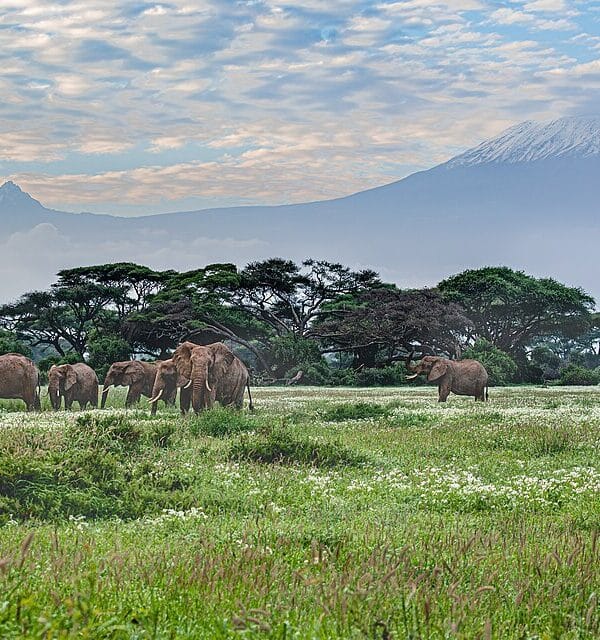 Elephants in Amboseli National Park with Mount Kilimanjaro behind, Kenya
